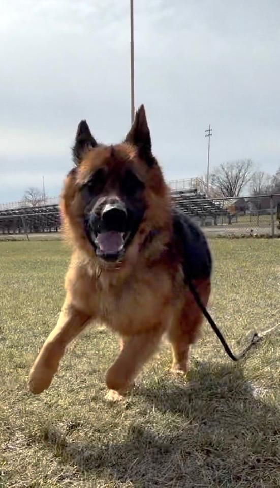 Enlarge Bear, a Adoptable mixed breed in Madison Heights, MI image 5/6