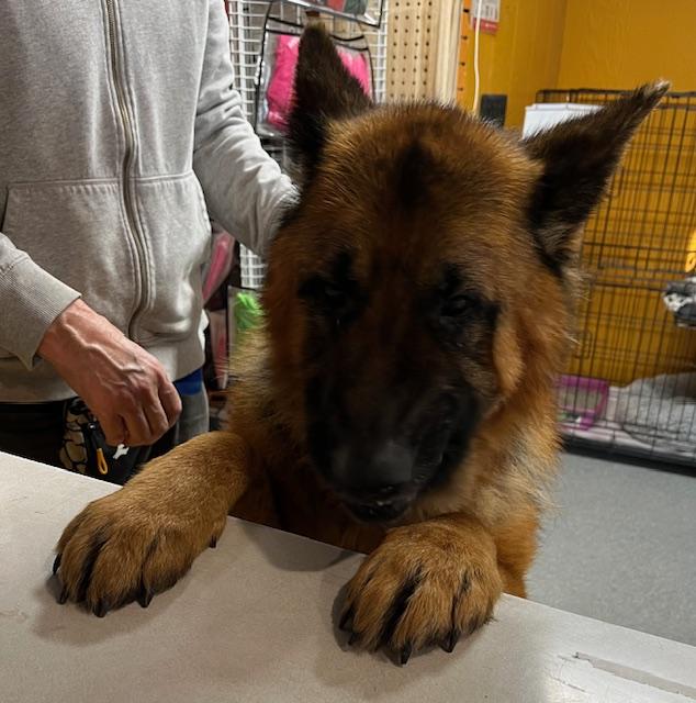 Enlarge Bear, a Adoptable mixed breed in Madison Heights, MI image 2/6