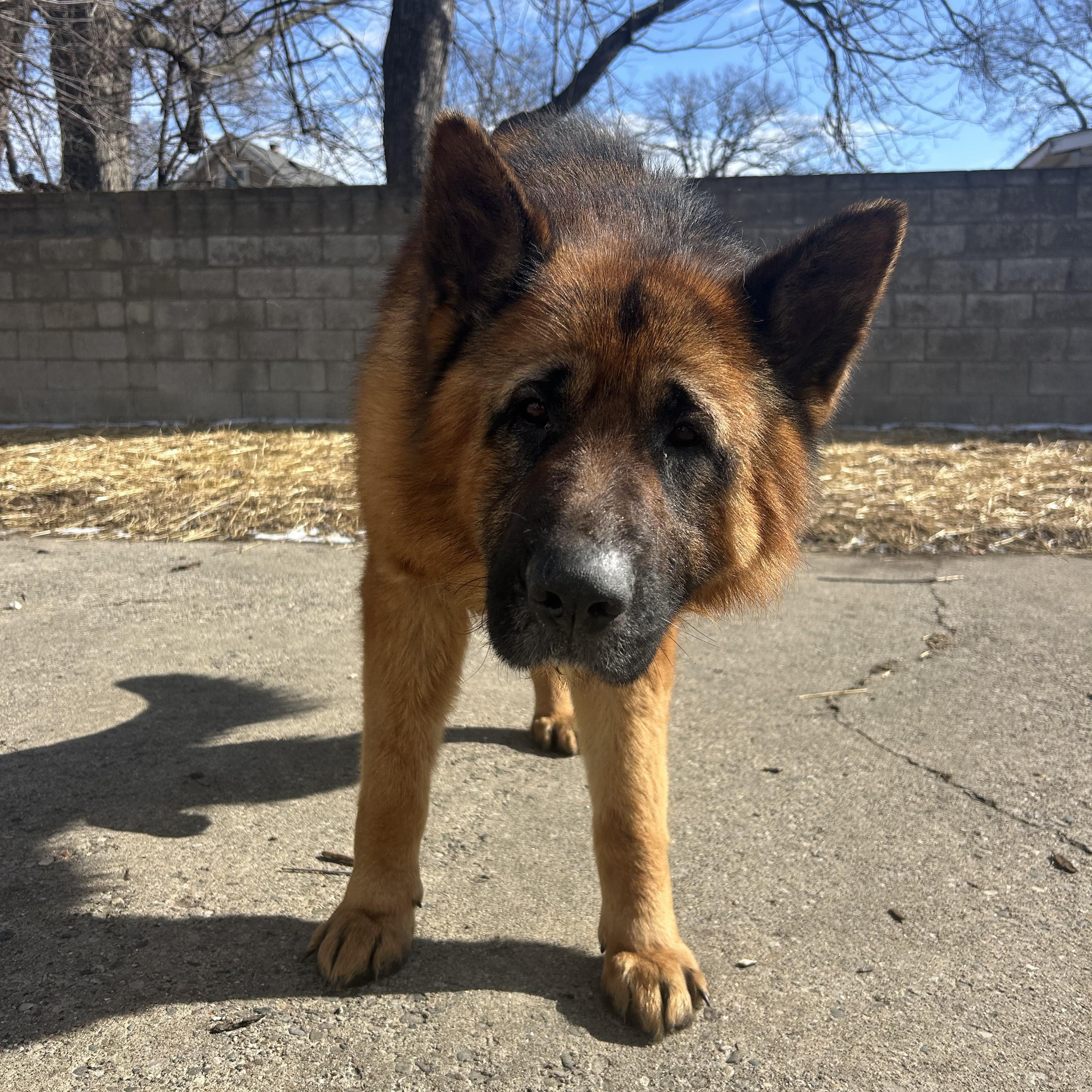 Enlarge Bear, a Adoptable mixed breed in Madison Heights, MI image 4/6
