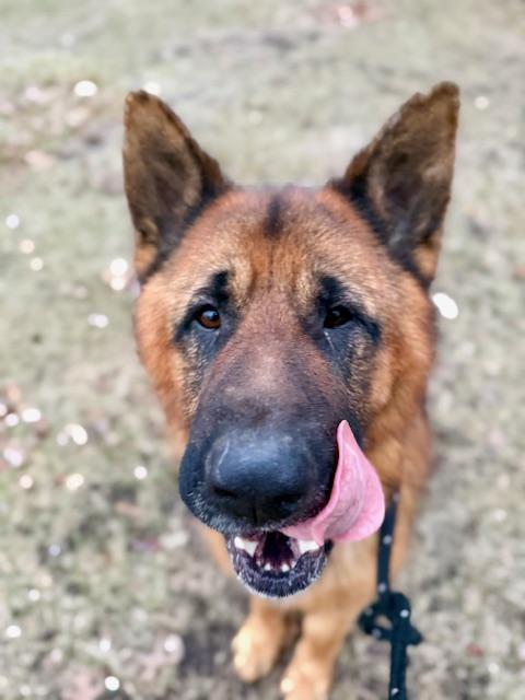 Enlarge Bear, a Adoptable mixed breed in Madison Heights, MI image 6/6