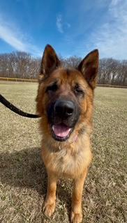 Enlarge Bear, a Adoptable mixed breed in Madison Heights, MI image 4/6