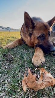 Enlarge Bear, a Adoptable mixed breed in Madison Heights, MI image 2/6