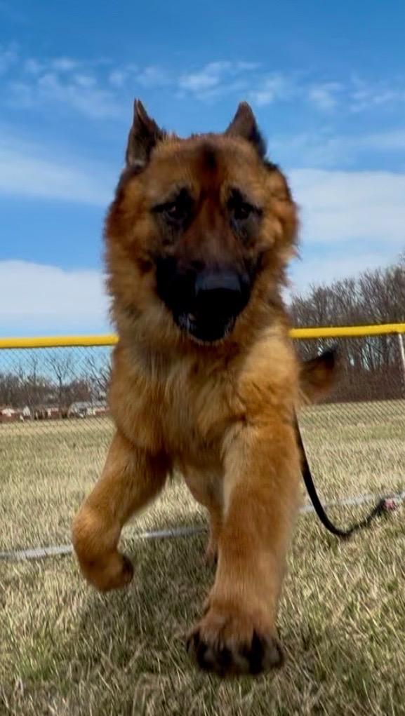 Enlarge Bear, a Adoptable mixed breed in Madison Heights, MI image 6/6