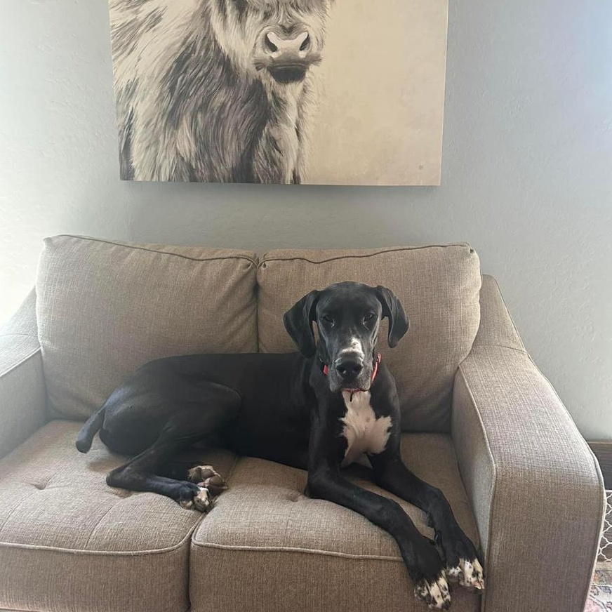 Enlarge Chino, a Adopted Great Dane in Mesa, AZ image 1/4