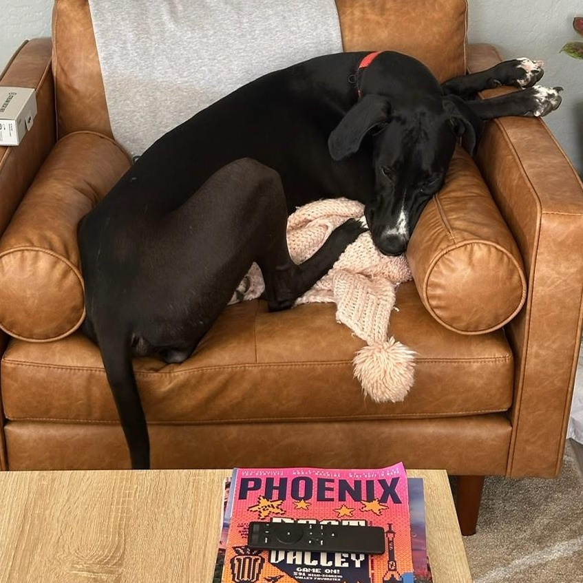 Enlarge Chino, a Adopted Great Dane in Mesa, AZ image 2/4