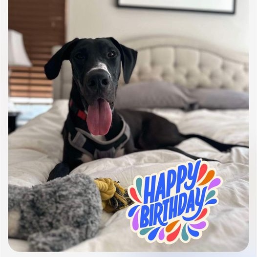 Enlarge Chino, a Adopted Great Dane in Mesa, AZ image 3/4