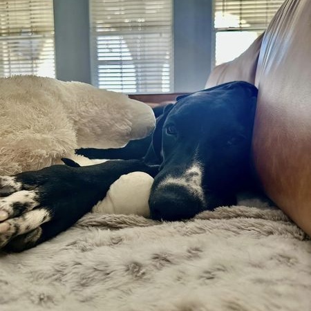 Enlarge Chino, a Adopted Great Dane in Mesa, AZ image 4/4
