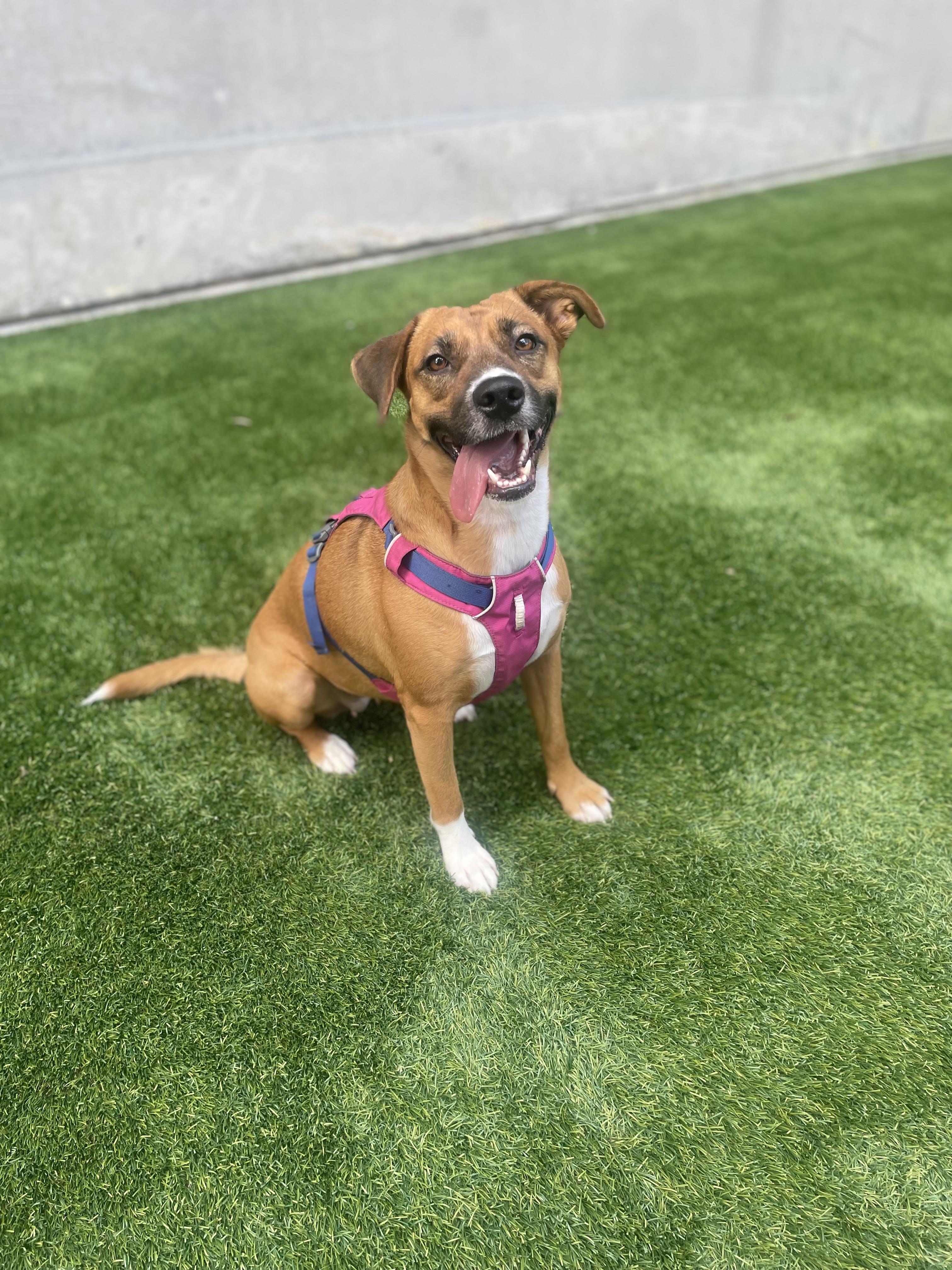 Rosie — thumbnail 3