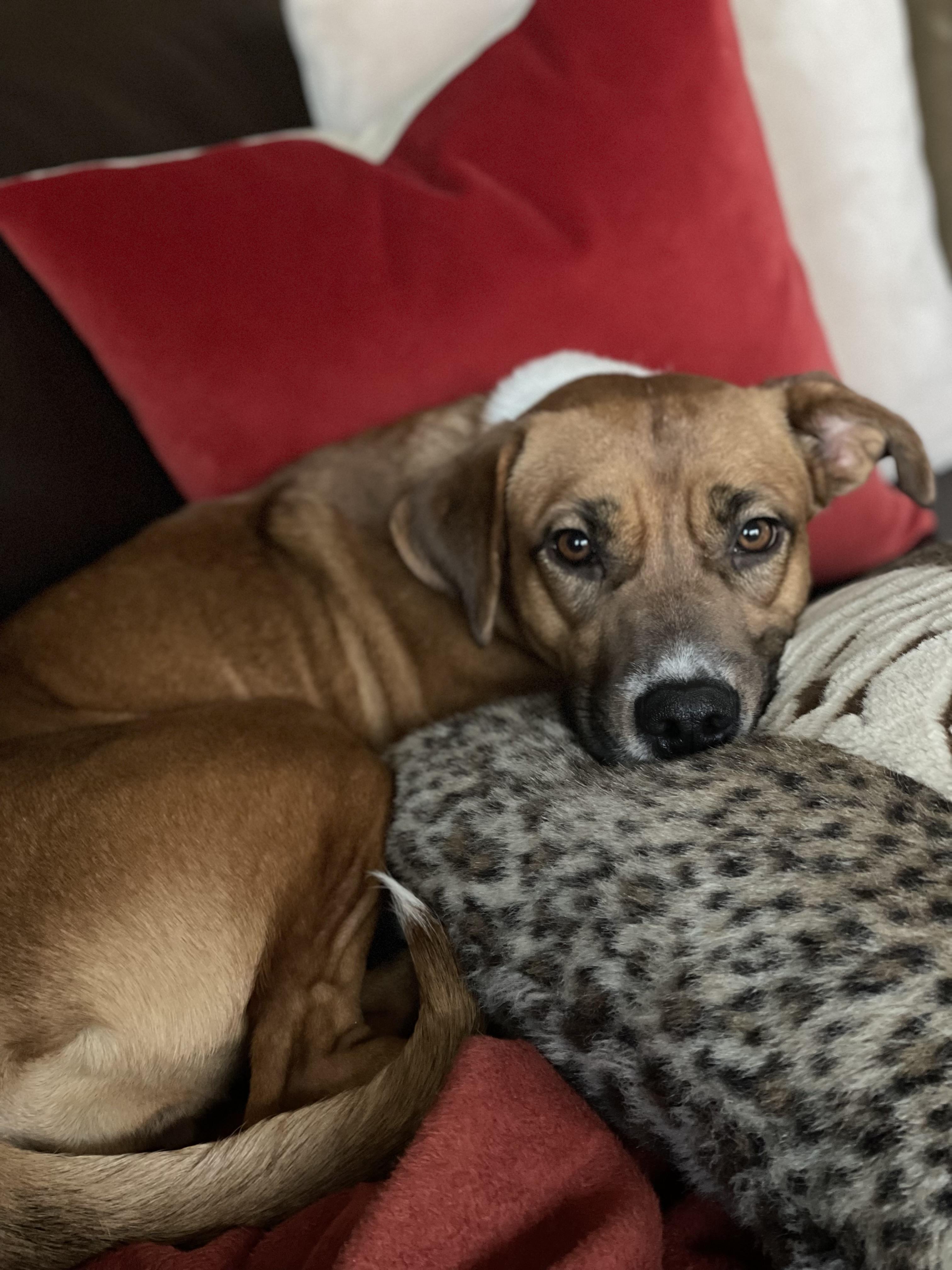 Rosie — thumbnail 4