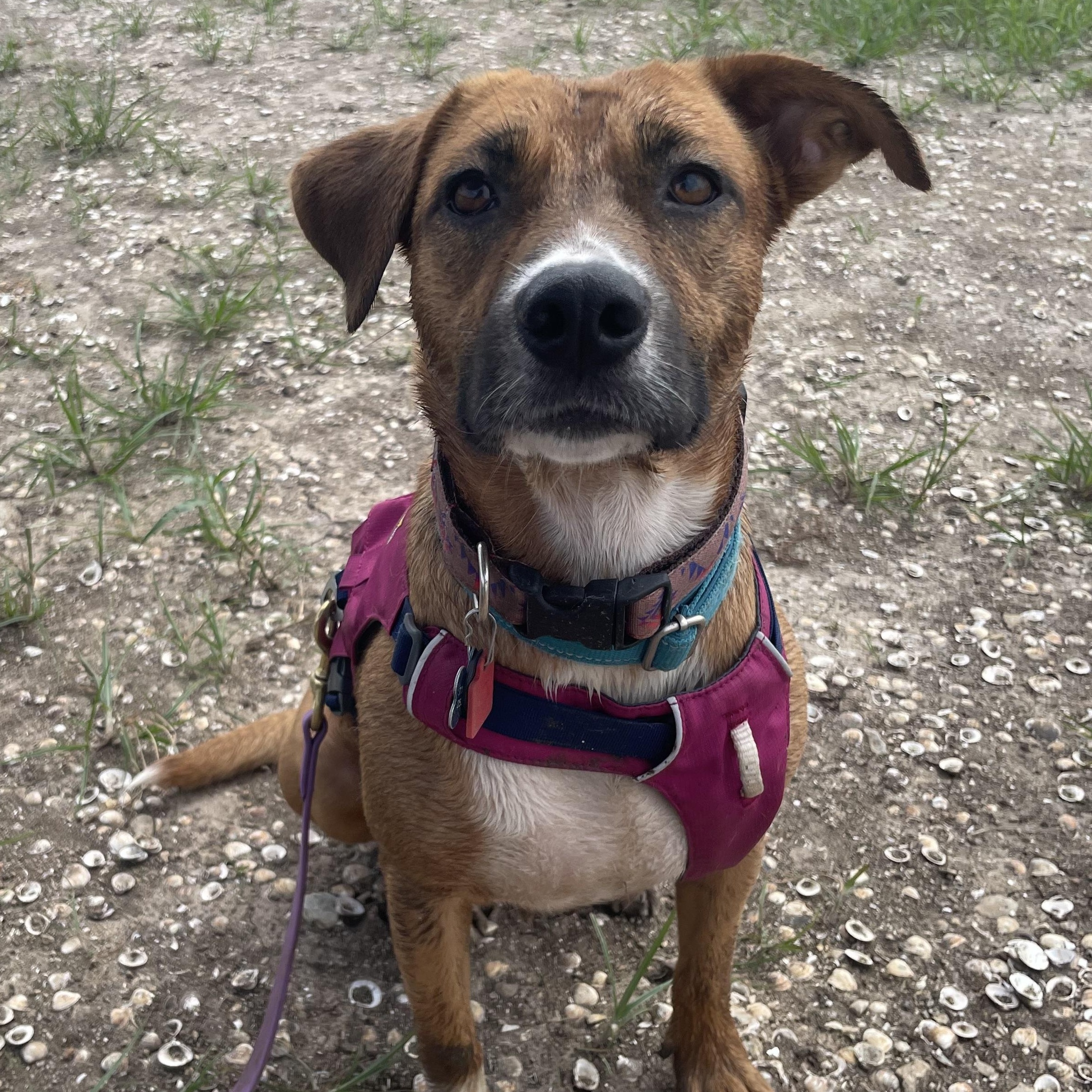 Rosie — thumbnail 5