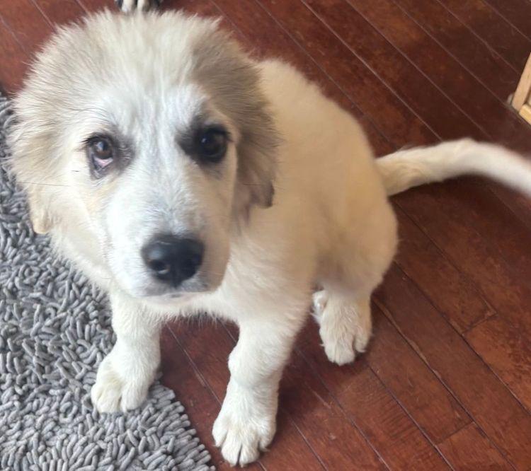 Dorothy, Adoptable, Puppy Female Great Pyrenees.