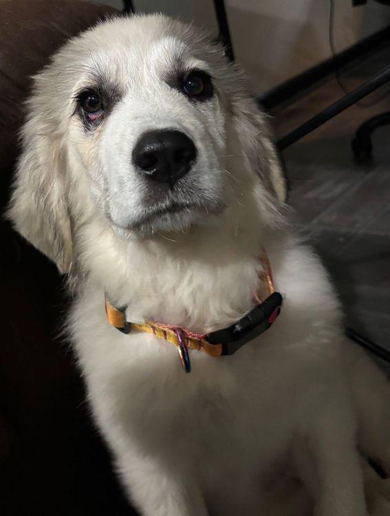Dorothy, a Adoptable Great Pyrenees in Larkspur, CO image 2/3