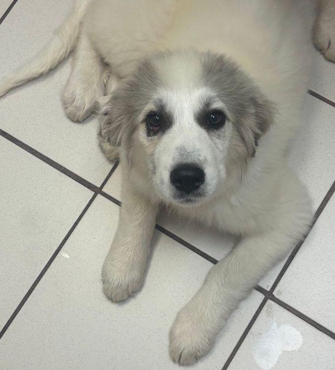 Dorothy, a Adoptable Great Pyrenees in Larkspur, CO image 3/3