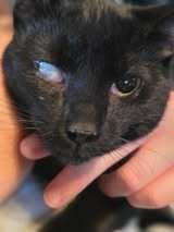 Astrid, Adoptable, Kitten Female Domestic Short Hair.