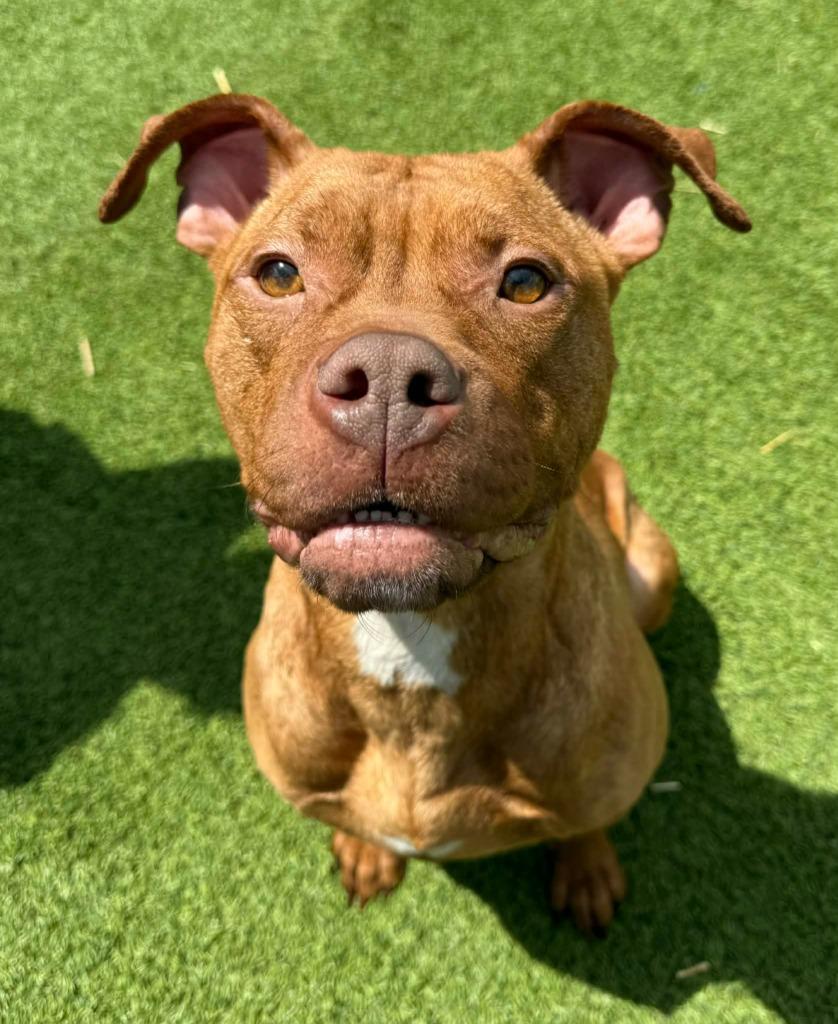 Enlarge Rose, a Adoptable mixed breed in Detroit, MI image 1/4