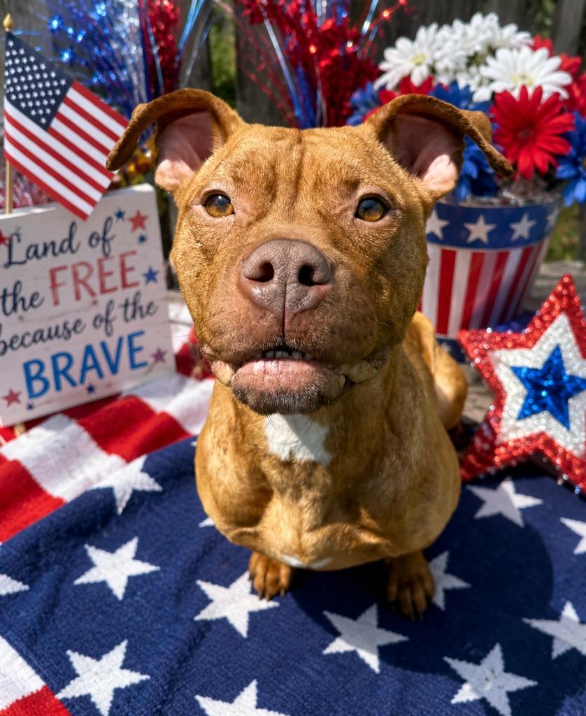 Enlarge Rose, a Adoptable mixed breed in Detroit, MI image 2/4