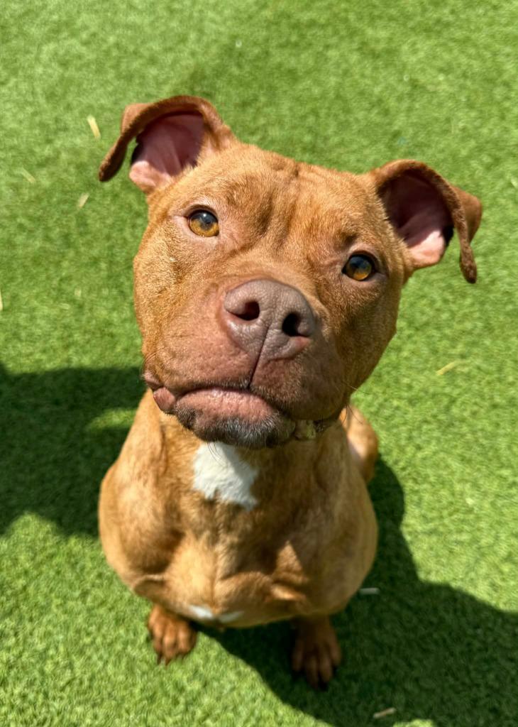 Enlarge Rose, a Adoptable mixed breed in Detroit, MI image 3/4