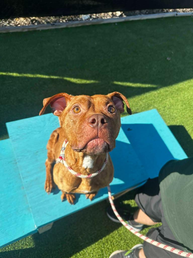 Enlarge Rose, a Adoptable mixed breed in Detroit, MI image 4/4