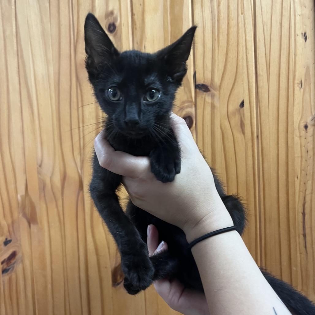 Ausie, Adoptable, Kitten Male Domestic Short Hair.