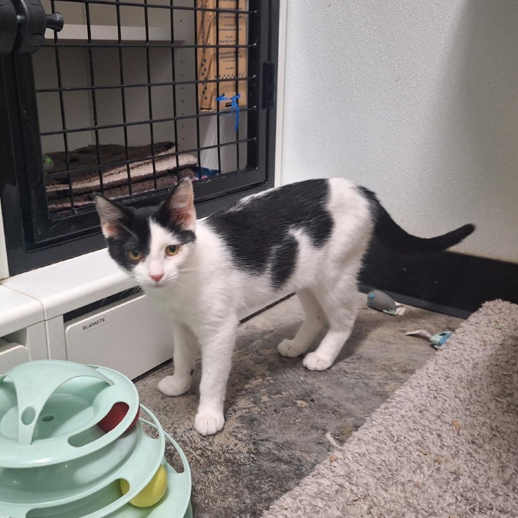 Bunny, Adoptable, Young Female Domestic Short Hair.