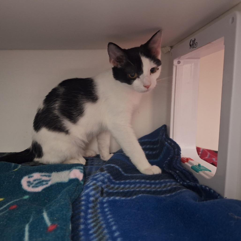 Bunny, a Adoptable Domestic Short Hair in Oak Hill, WV image 2/6