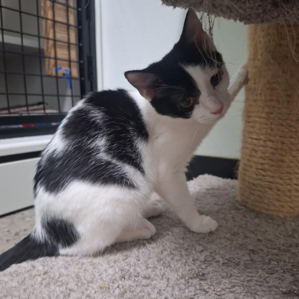 Bunny, a Adoptable Domestic Short Hair in Oak Hill, WV image 3/6