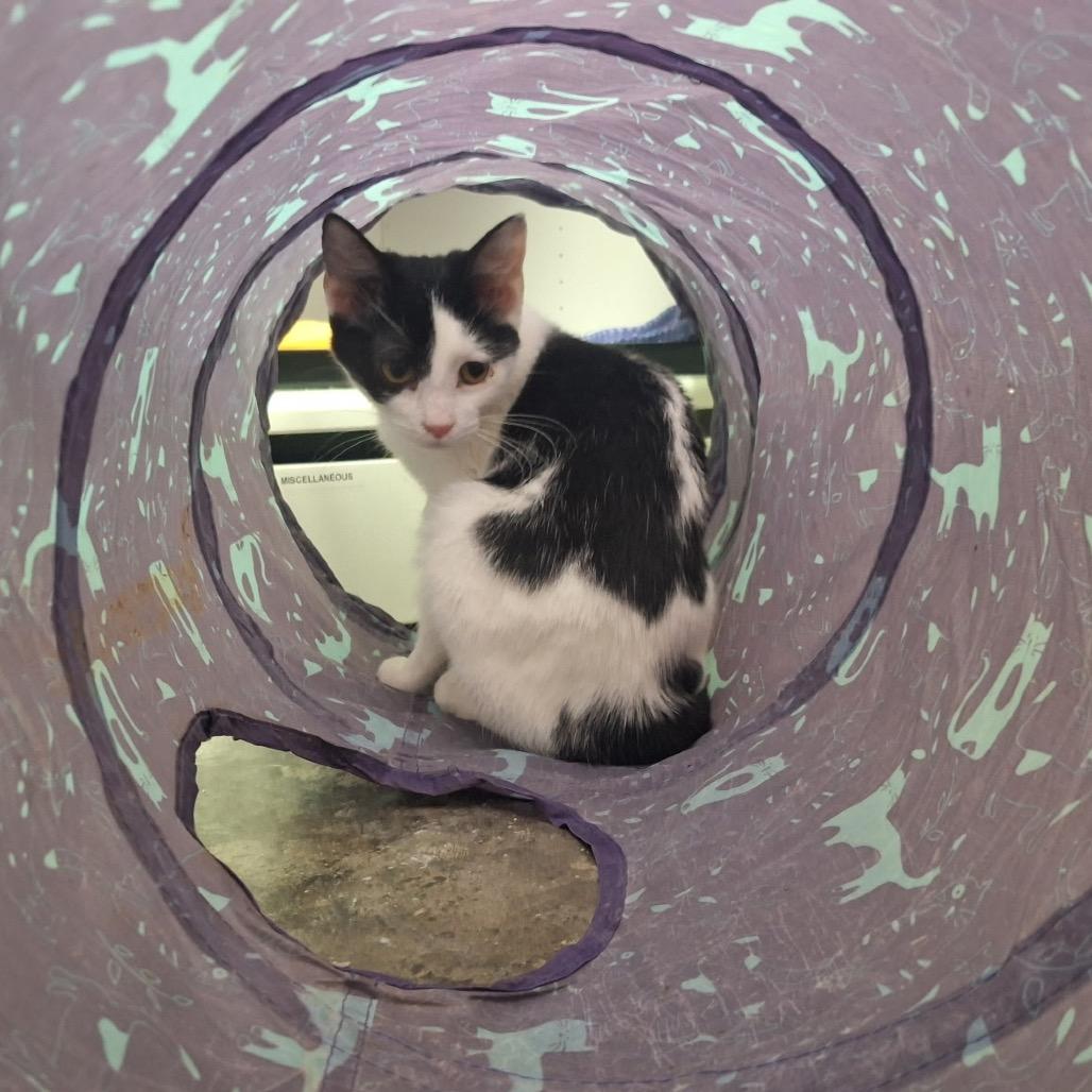 Bunny, a Adoptable Domestic Short Hair in Oak Hill, WV image 4/6