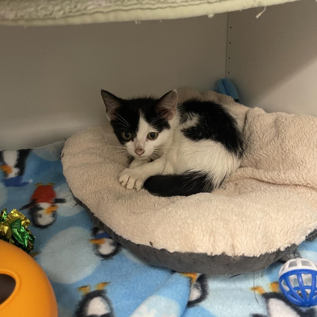 Bunny, a Adoptable Domestic Short Hair in Oak Hill, WV image 5/6