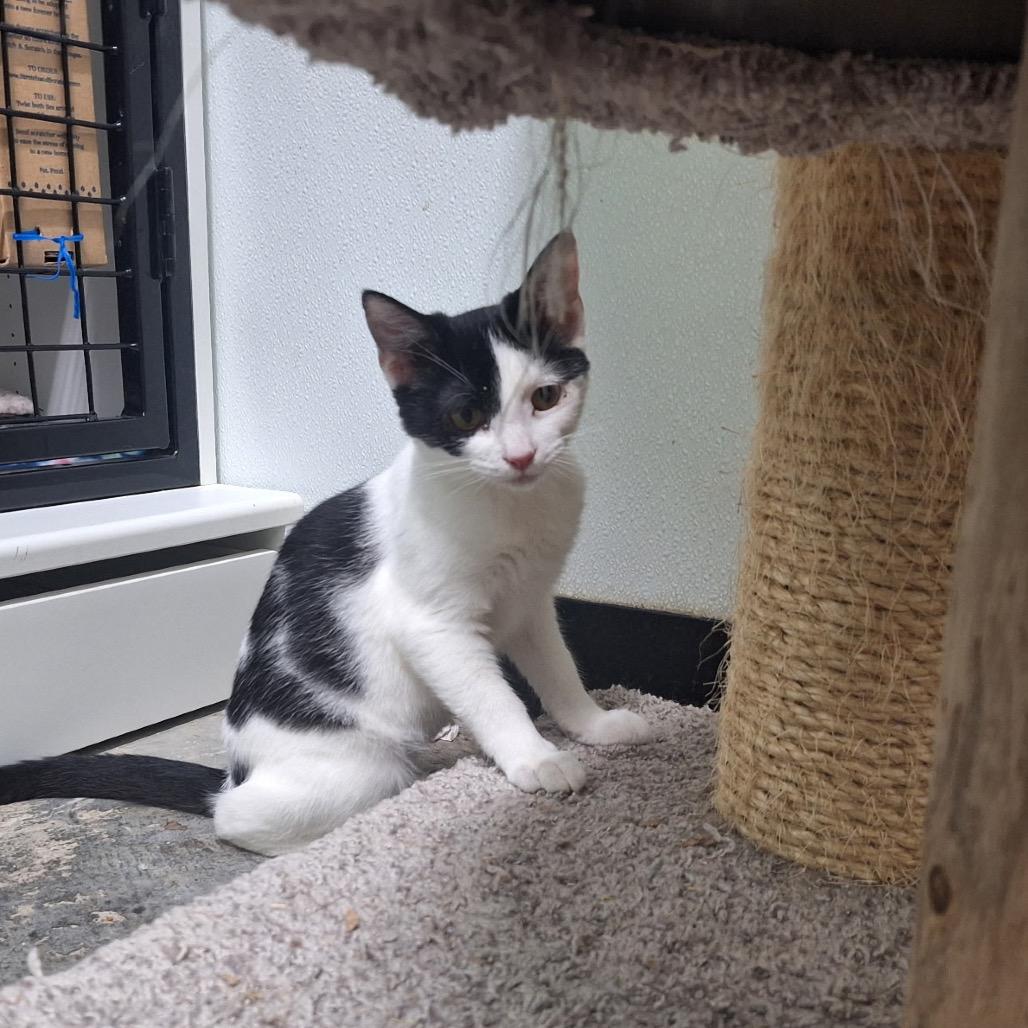 Bunny, a Adoptable Domestic Short Hair in Oak Hill, WV image 6/6