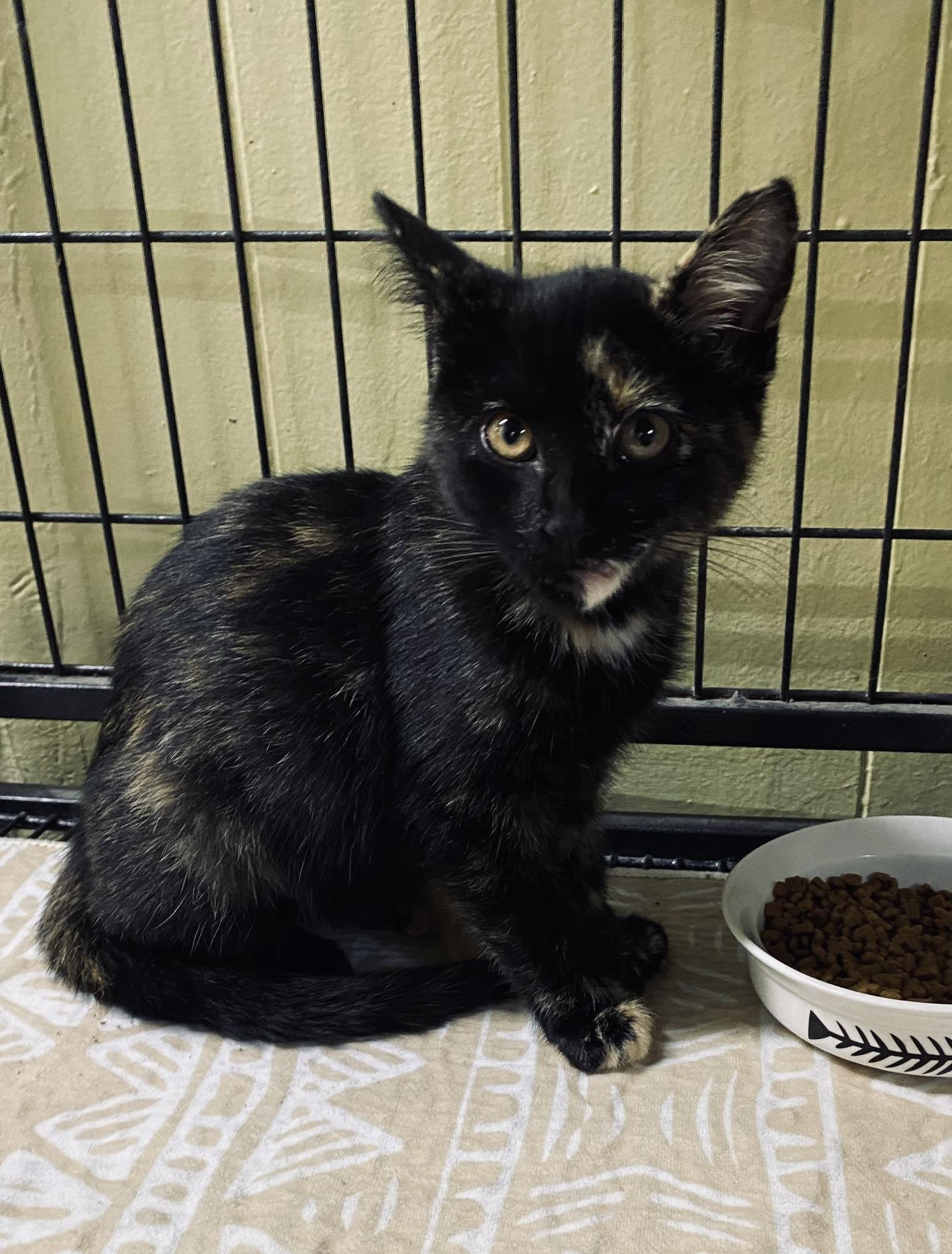 Kittens, Kittens, EVERYWHERE!, Adoptable, Kitten Female Domestic Short Hair.