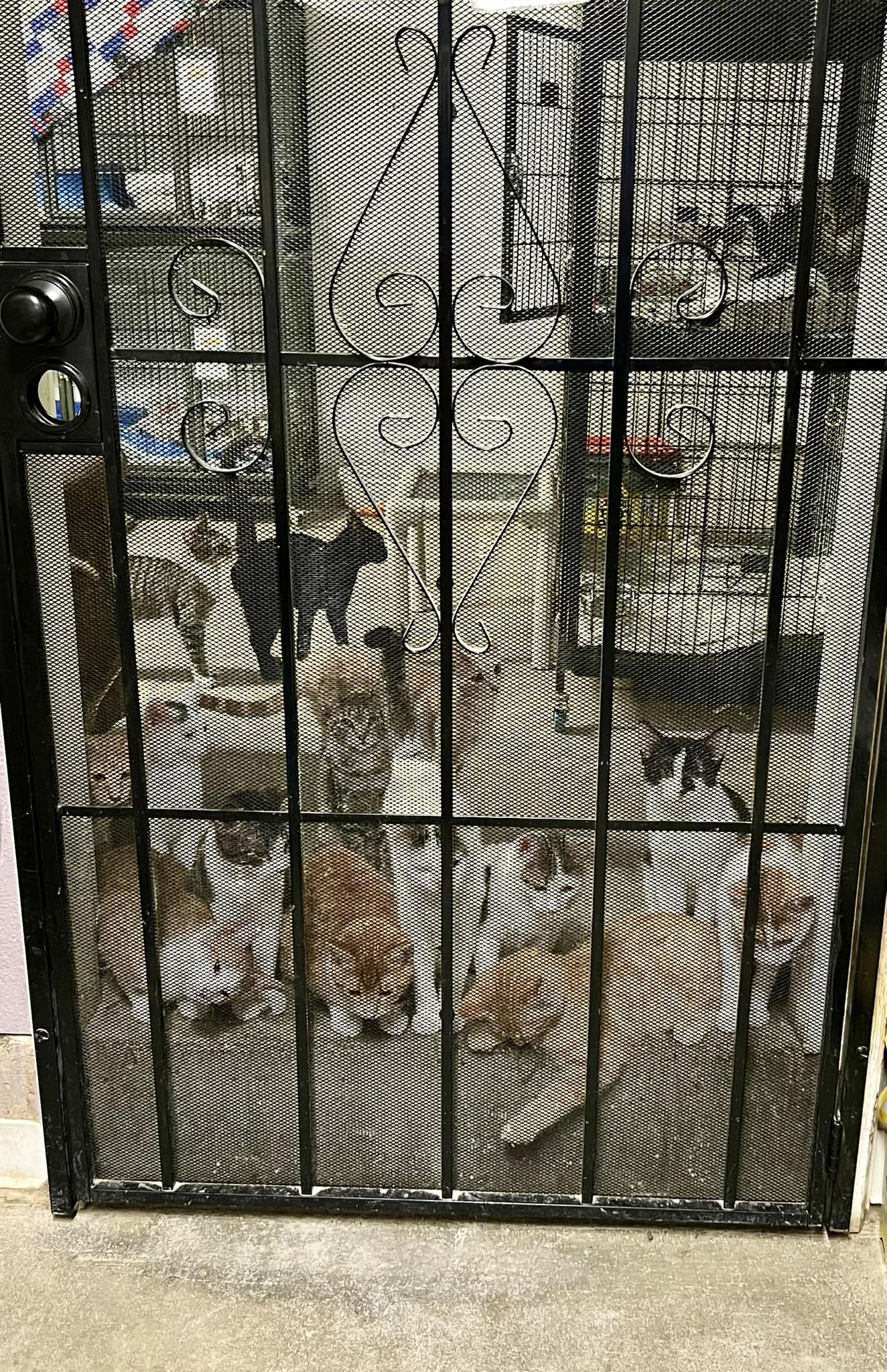 Kittens, Kittens, EVERYWHERE!, a Adoptable Domestic Short Hair in New Richmond, WI image 6/6