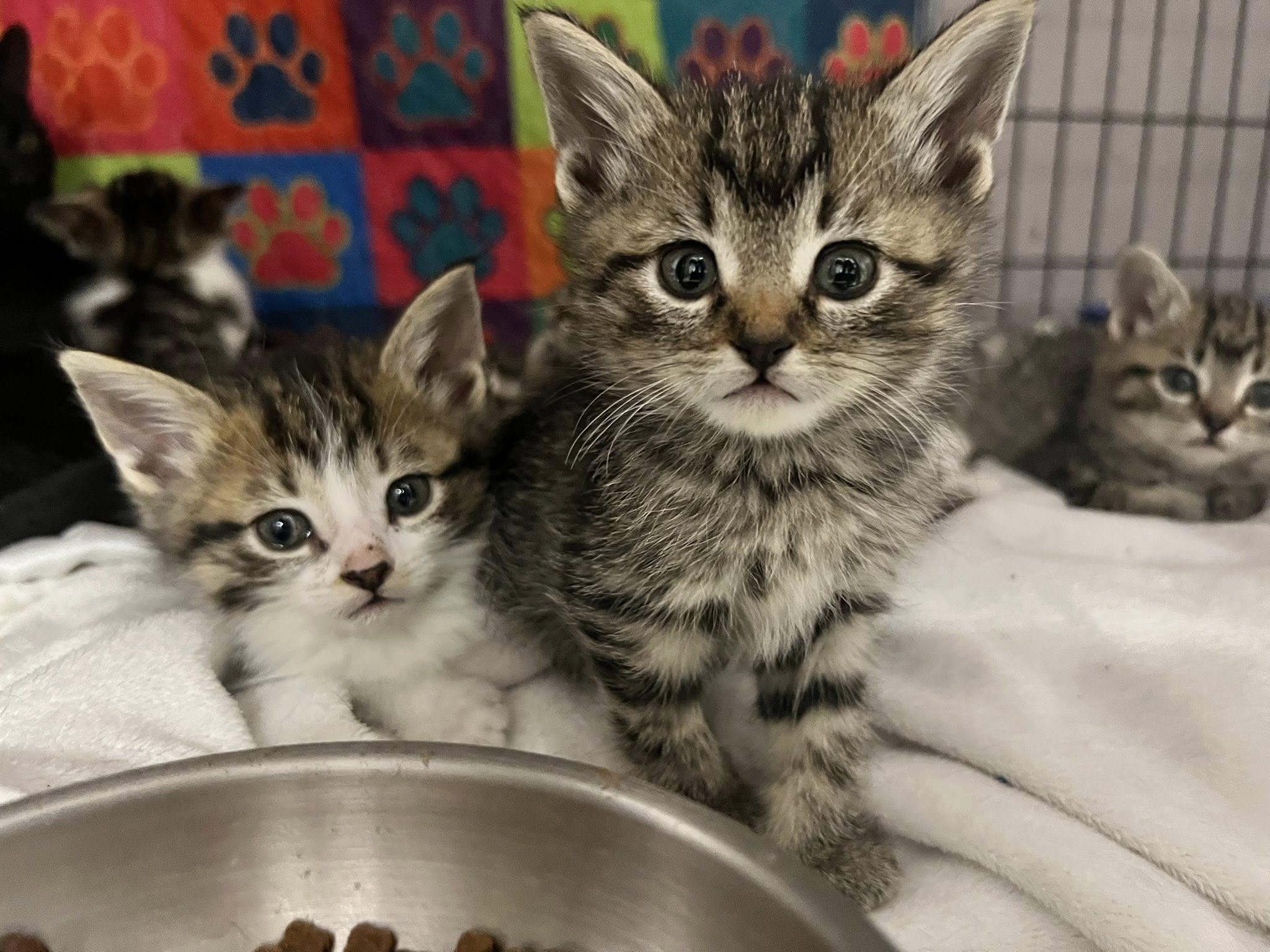 Enlarge Kittens, Kittens, EVERYWHERE!, a Adoptable Domestic Short Hair in New Richmond, WI image 5/6