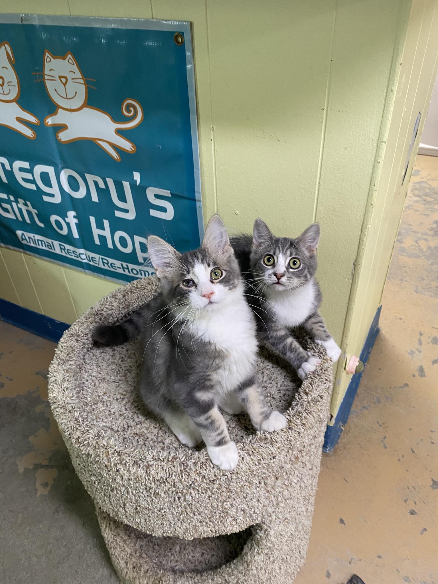 Kittens, Kittens, EVERYWHERE!, a Adoptable Domestic Short Hair in New Richmond, WI image 2/6