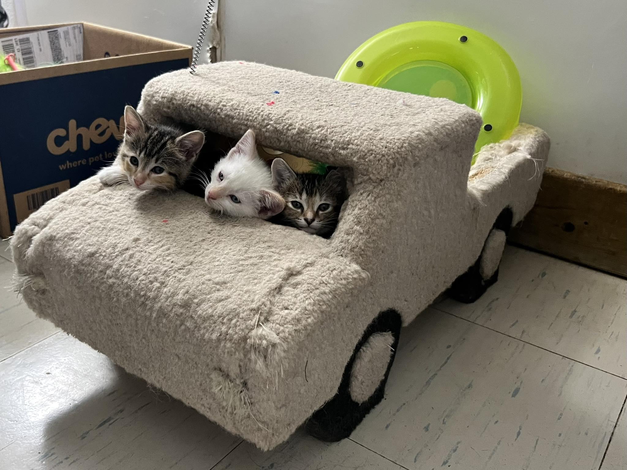 Kittens, Kittens, EVERYWHERE!, Adoptable, Kitten Female Domestic Short Hair.