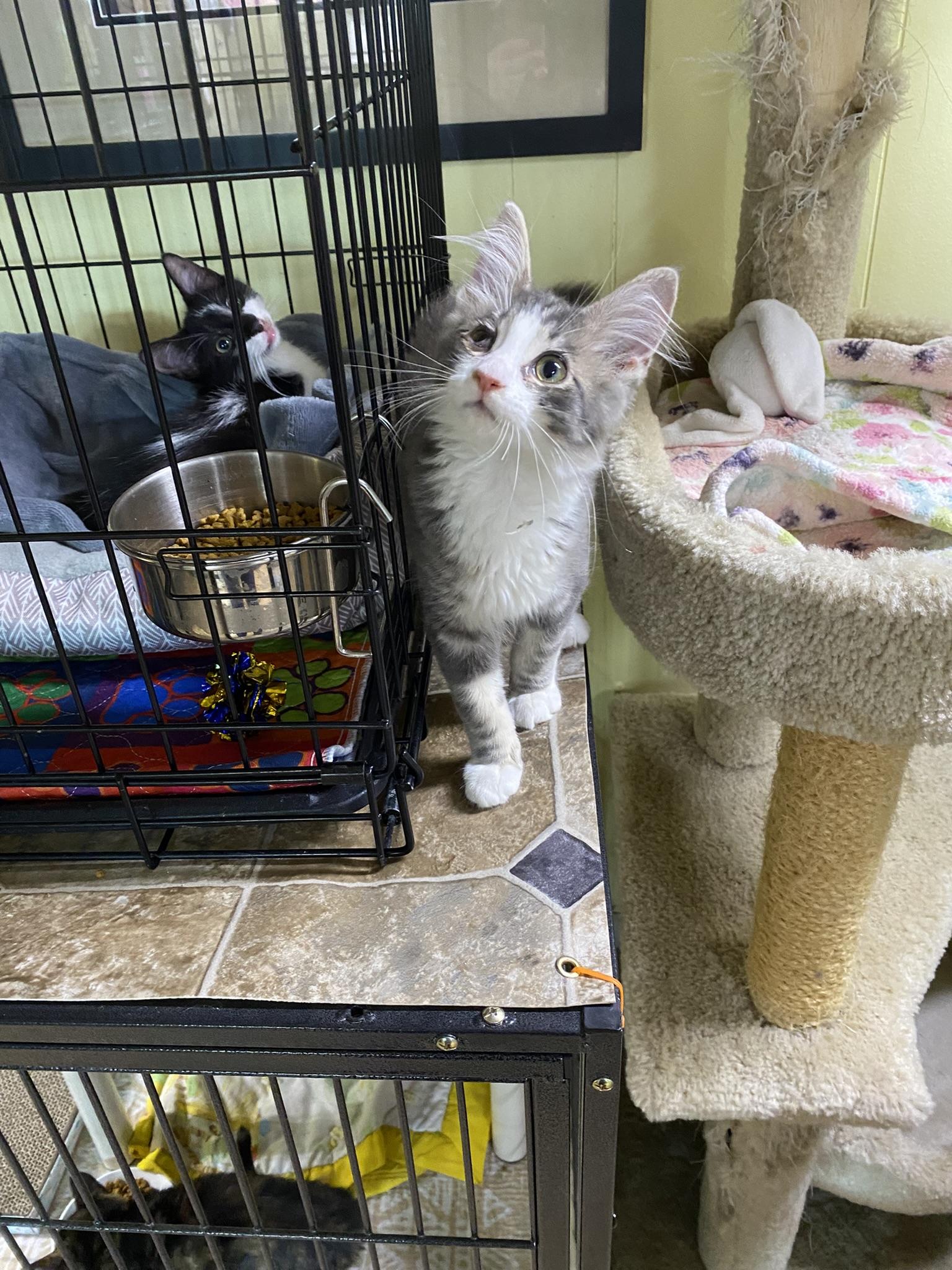 Kittens, Kittens, EVERYWHERE!, a Adoptable Domestic Short Hair in New Richmond, WI image 3/6