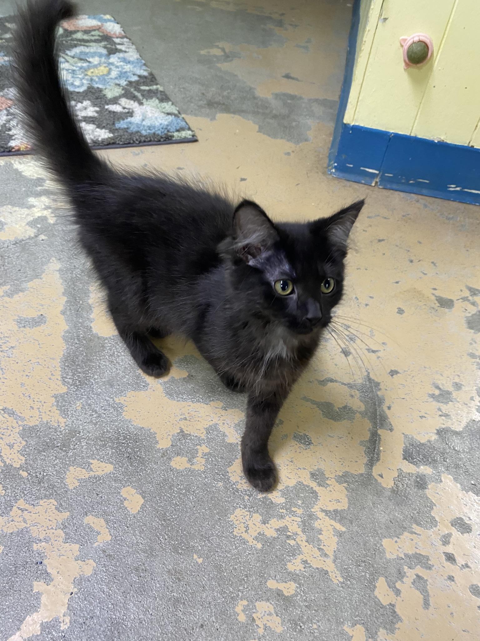 Kittens, Kittens, EVERYWHERE!, a Adoptable Domestic Short Hair in New Richmond, WI image 4/6