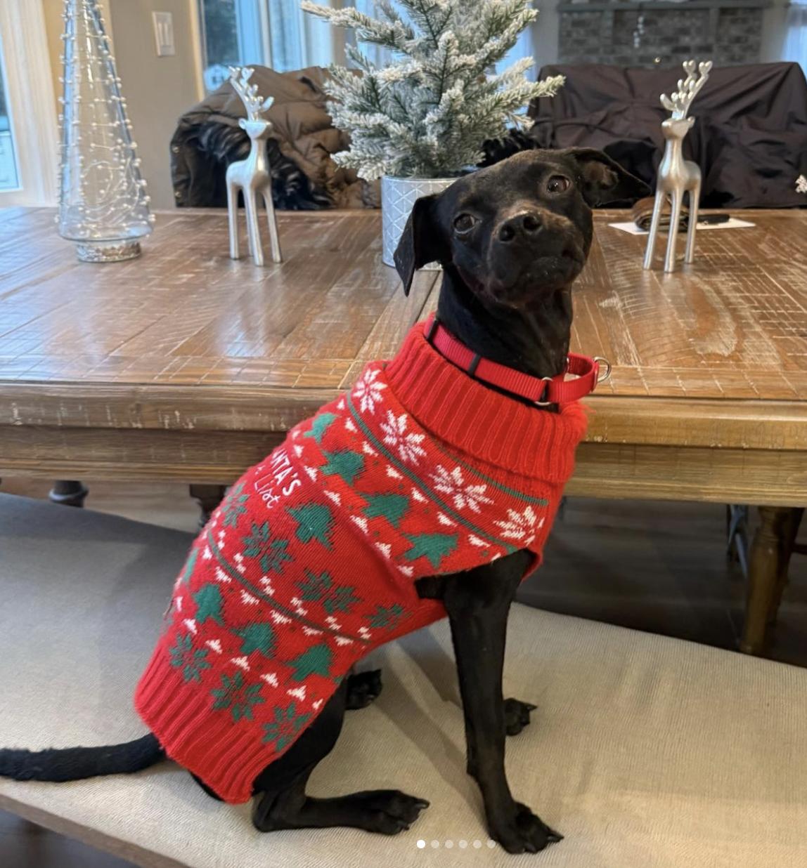 Enlarge Luci, a Adoptable mixed breed in Brooklyn, NY image 2/5