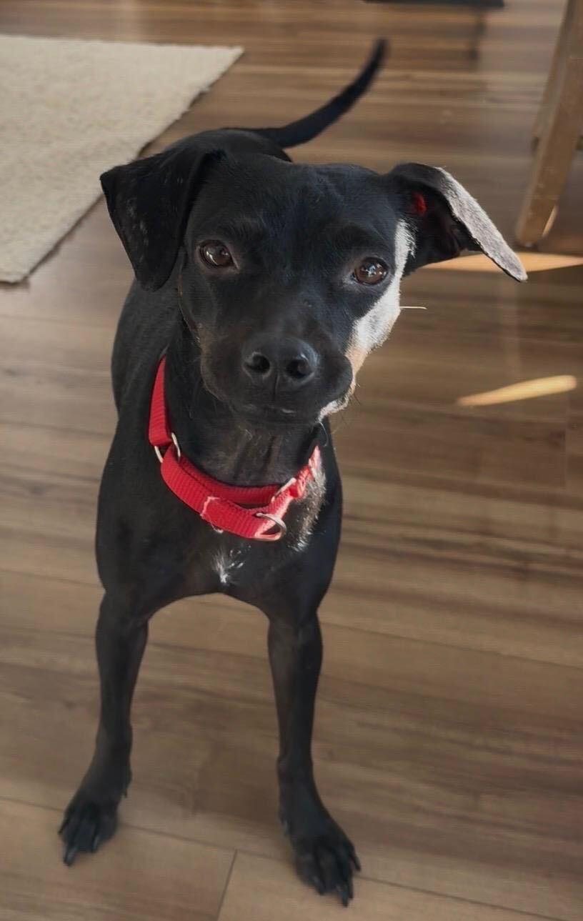 Enlarge Luci, a Adoptable mixed breed in Brooklyn, NY image 3/5