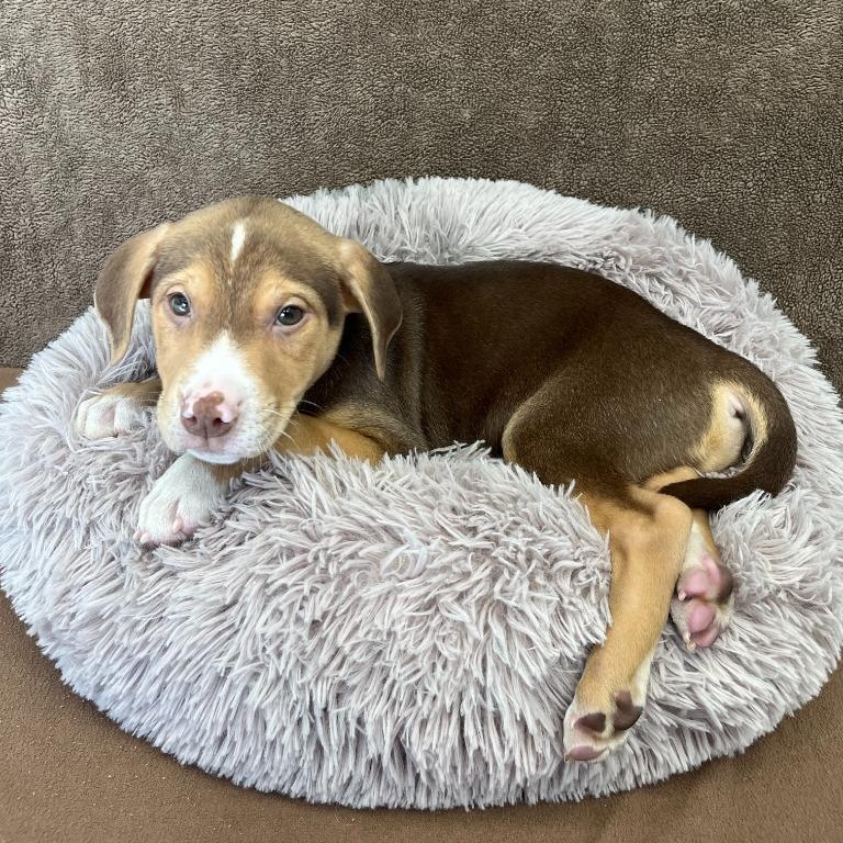 Enlarge Ozzy, a ADOPTABLE mixed breed in Benld, IL image 1/1