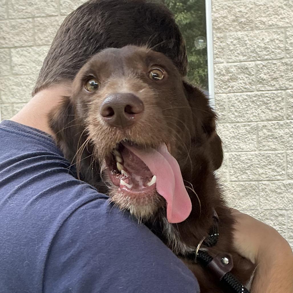 Enlarge Riggs, a Adoptable Chocolate Labrador Retriever in Belleville, IL image 1/4