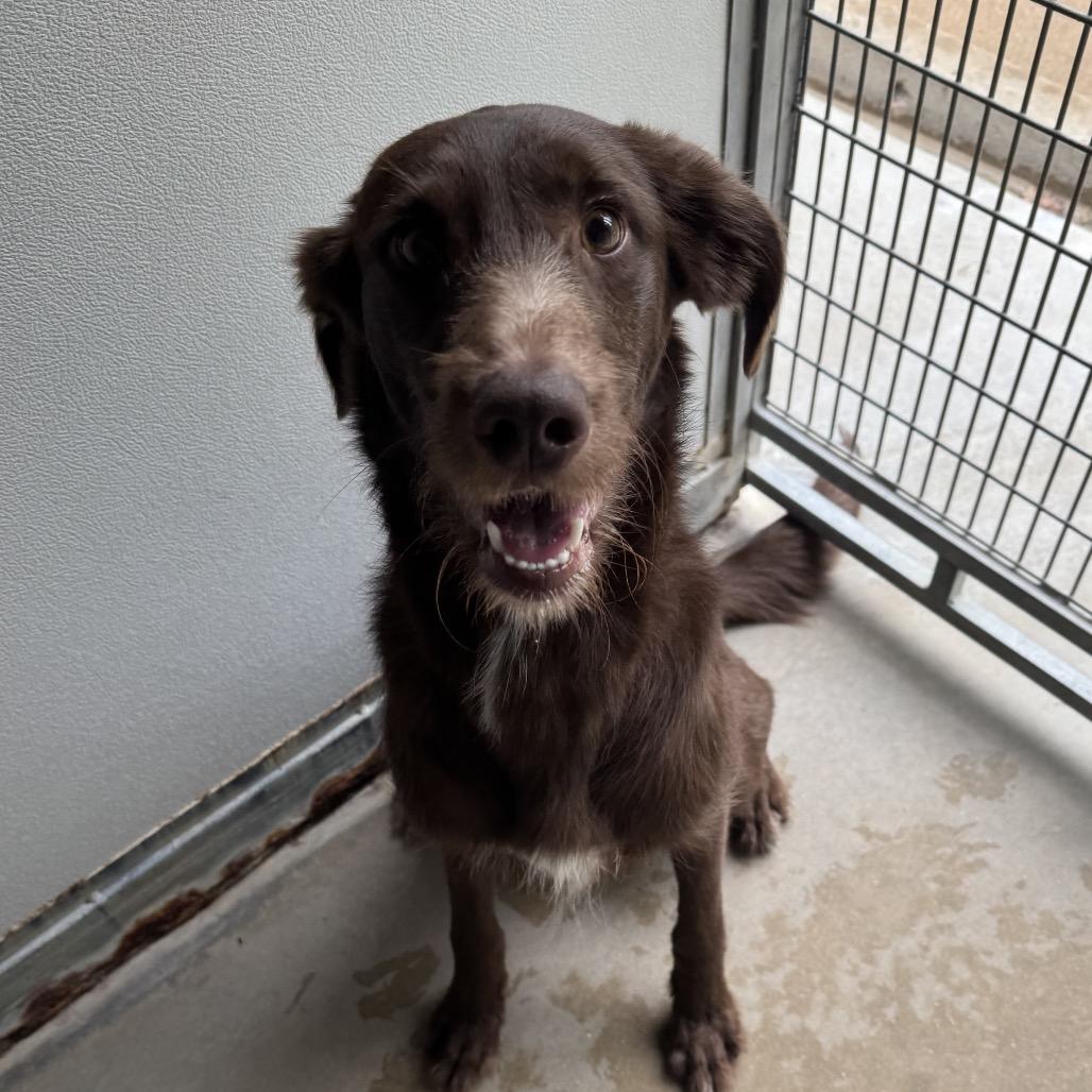 Enlarge Riggs, a Adoptable Chocolate Labrador Retriever in Belleville, IL image 2/4