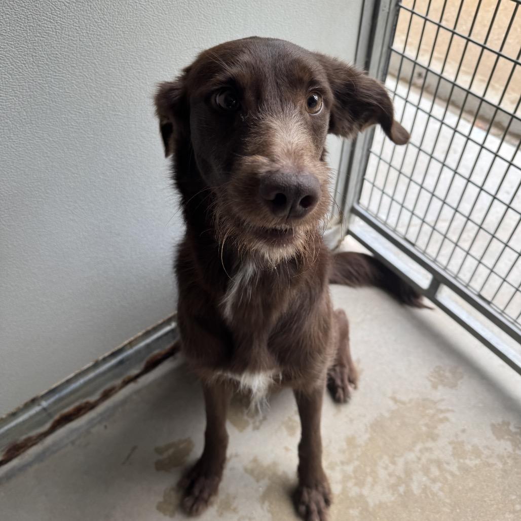 Enlarge Riggs, a Adoptable Chocolate Labrador Retriever in Belleville, IL image 3/4