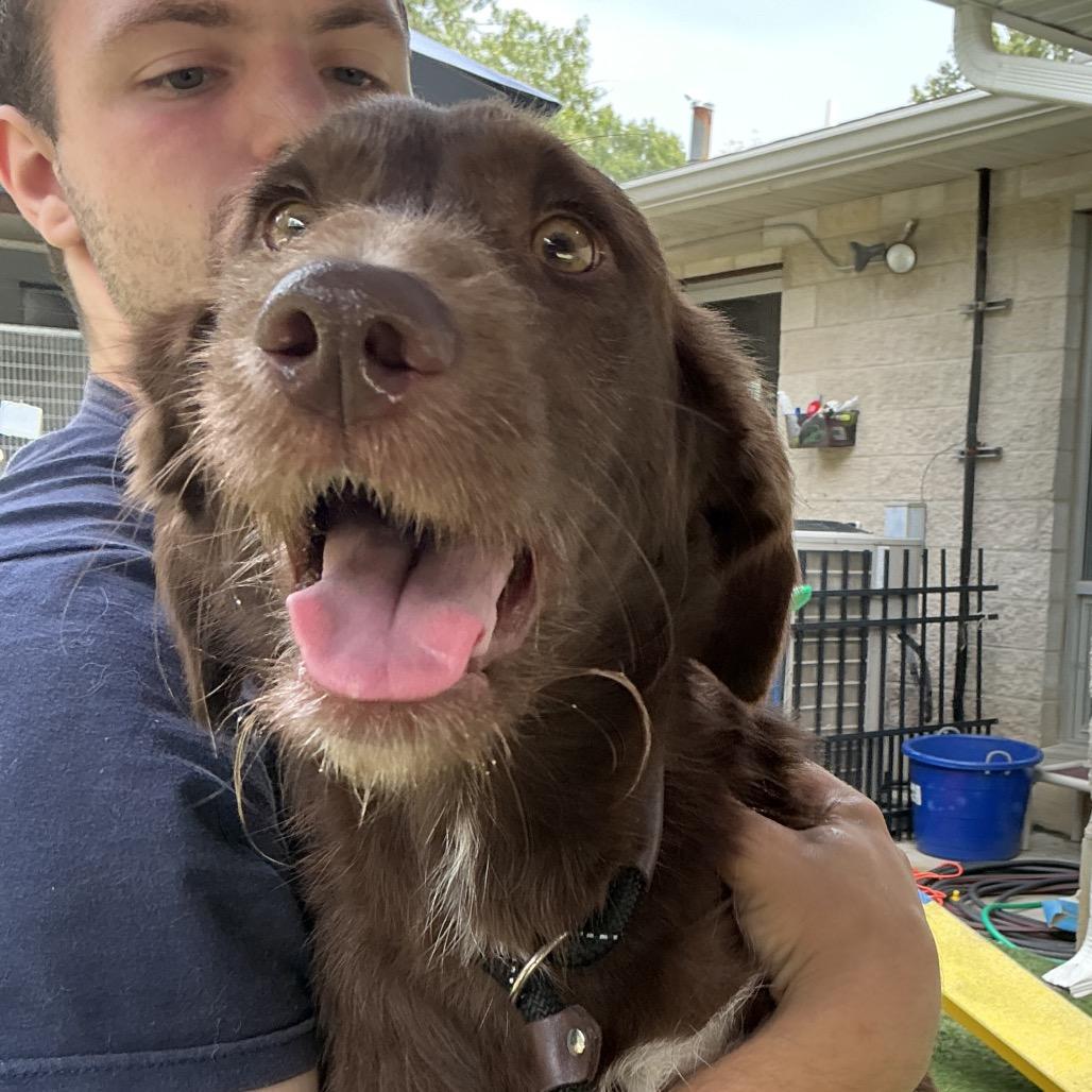Enlarge Riggs, a Adoptable Chocolate Labrador Retriever in Belleville, IL image 4/4