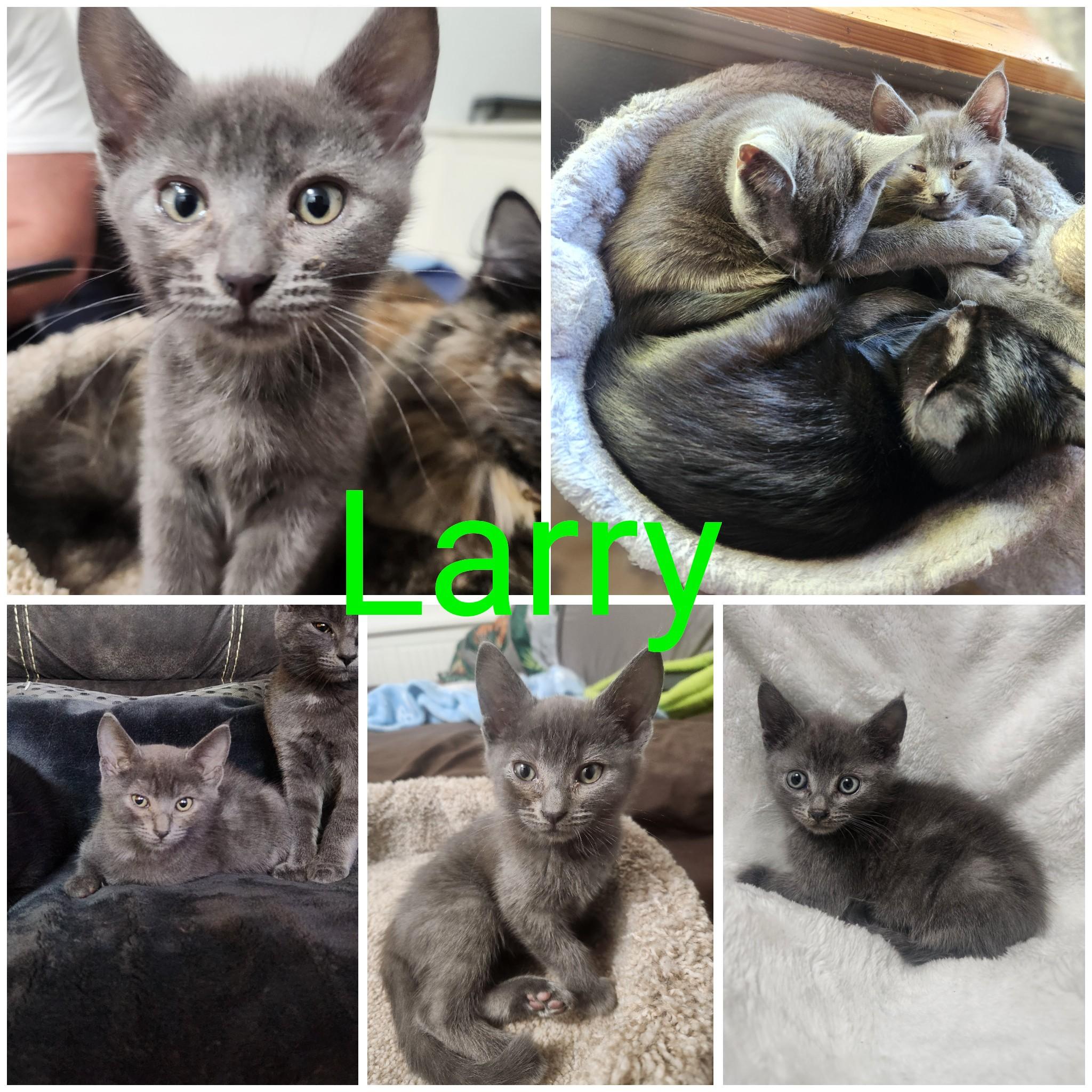 Larry, Adoptable, Kitten Male Domestic Short Hair.
