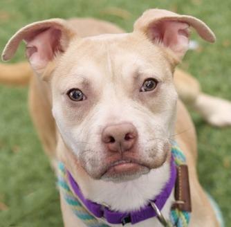 Enlarge Arya, a Adoptable mixed breed in Pahrump, NV image 1/6