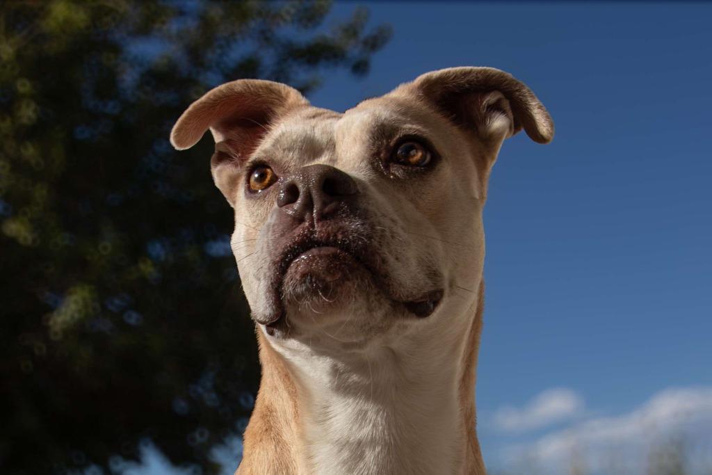 Enlarge Arya, a Adoptable mixed breed in Pahrump, NV image 2/6