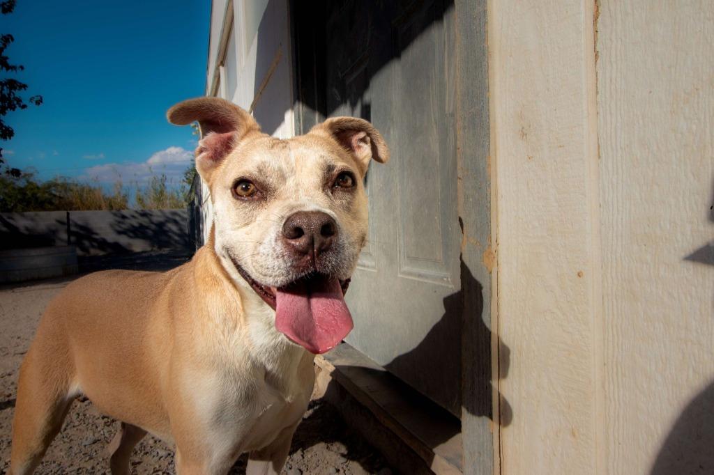 Enlarge Arya, a Adoptable mixed breed in Pahrump, NV image 4/6