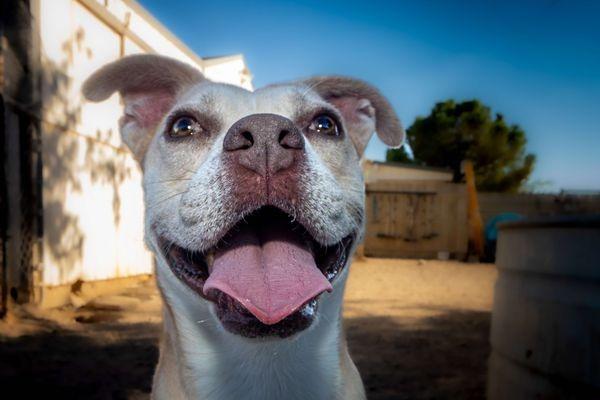 Enlarge Arya, a Adoptable mixed breed in Pahrump, NV image 5/6
