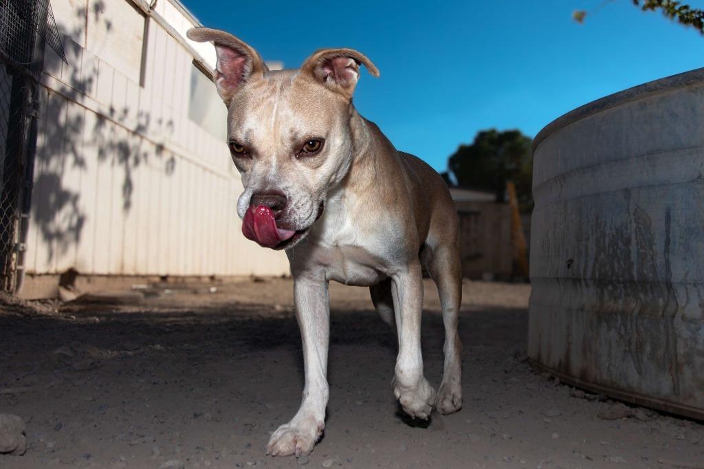 Enlarge Arya, a Adoptable mixed breed in Pahrump, NV image 6/6