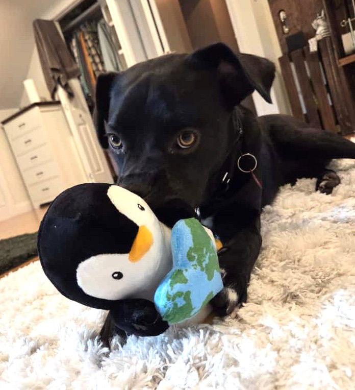 Enlarge Bee Sunshine *LOCAL*, a Adoptable mixed breed in Wakefield, RI image 2/3